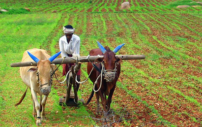 Organic Farming